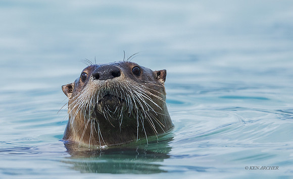 SARO00027 - River Otter