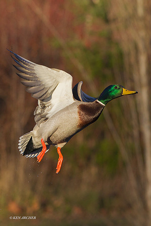MDFL05475 - Mallard Duck