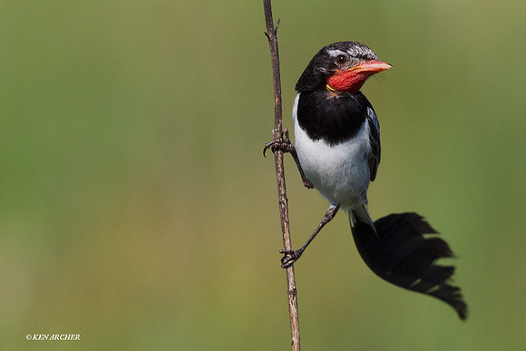 Strange-tailed Tyrant - ARBD00653