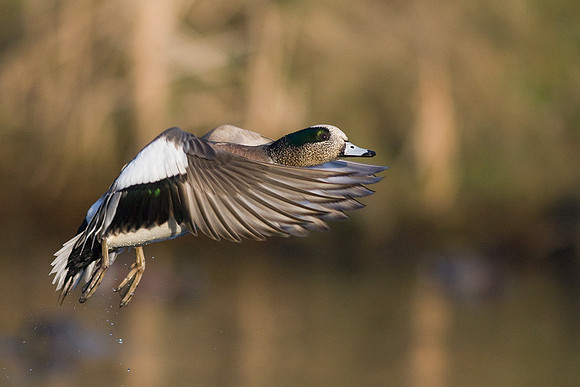 American Widgeon Duck - WNFL00728