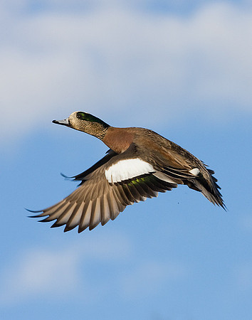 WNFL00445-Widgeon-Duck