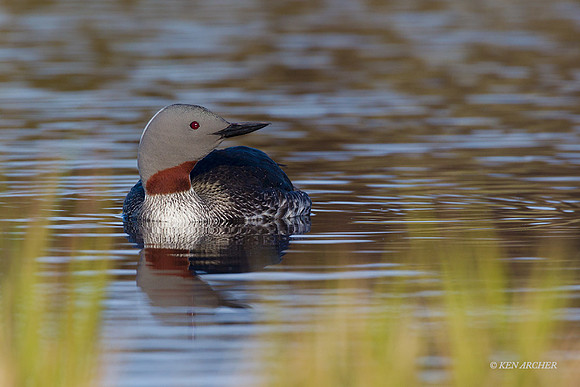 NMRL01327 - Red-throated Loon