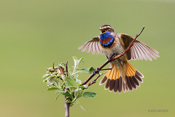 BLTH01857 Bluethroat