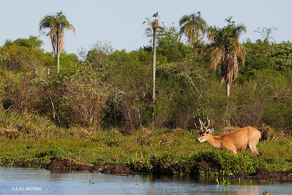 Marsh Deer - ARML00134