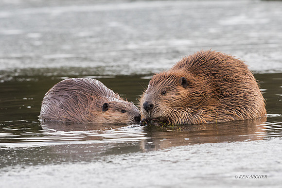 BVR00603 - Beaver