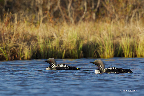NMPL00051 - Pacific Loon