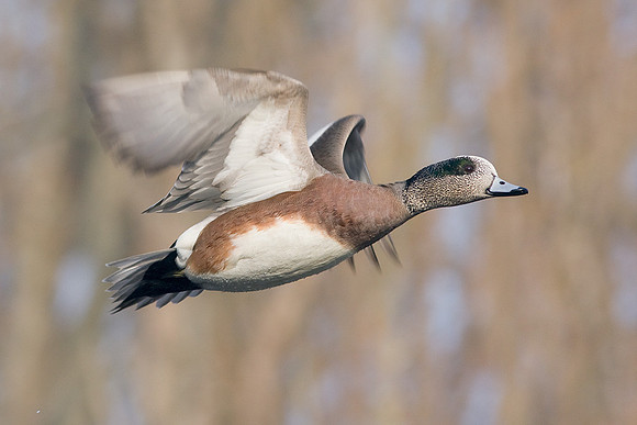 WNFL00647-Widgeon-Duck