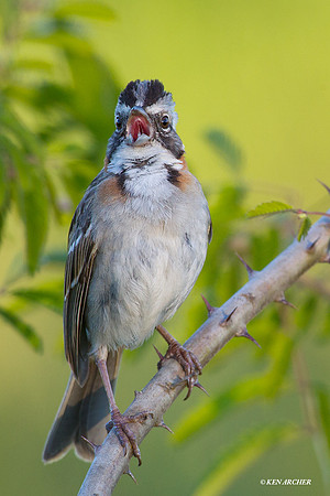 Rufous-collared Sparrow - ARBD01700