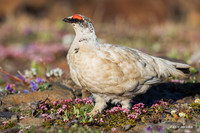 NMRM01357 - Rock Ptarmigan
