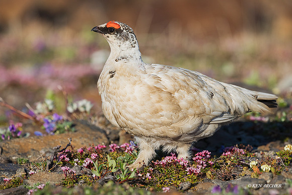NMRM01357 - Rock Ptarmigan
