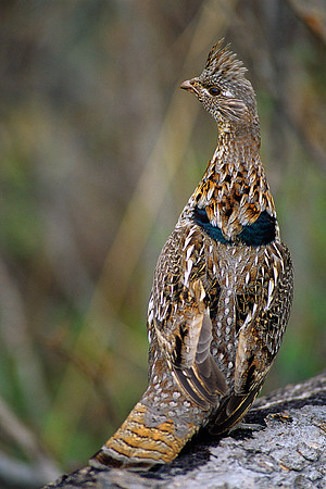 RG020825-Ruffed-Grouse