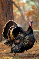 MMTY440299 Merriam's Tom Turkey