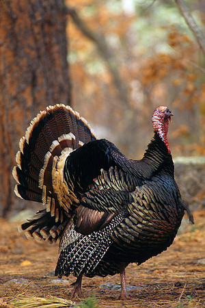 MMTY440299 Merriam's Tom Turkey