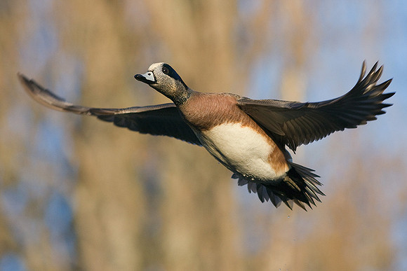 WNFL00664-Widgeon-Duck