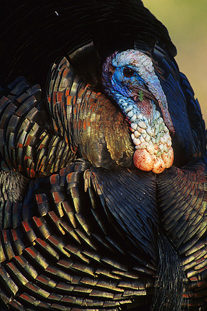 MMTY440001 Merriam's Tom Turkey