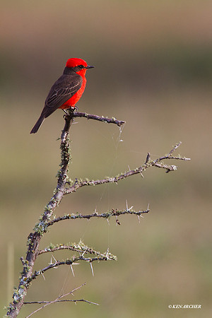 Vermilion Flycatcher - ARBD00698