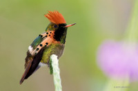 Trinidad & Tobago Birds