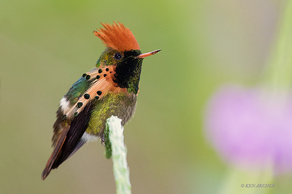 TTTC00117 - Tufted Coquette