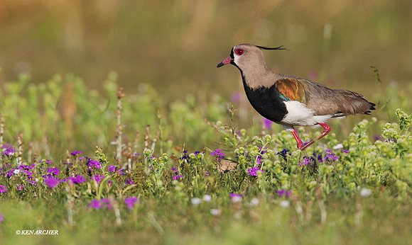 Southern Lapwing - ARSB00014