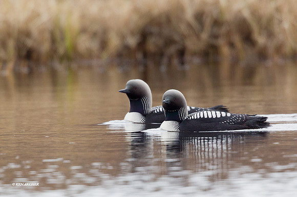 NMPL00109 - Pacific Loon