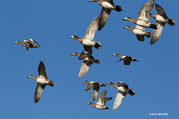 WNFL02956 American Widgeon