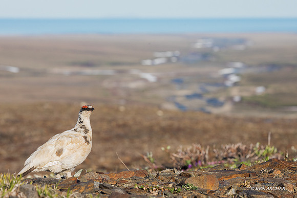 NMRM01403 - Rock Ptarmigan