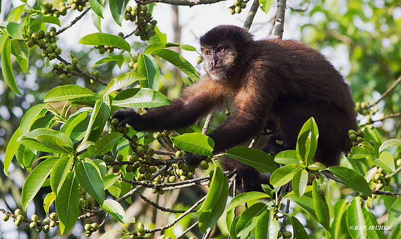 Brown Capuchin Monkey - ARML00378