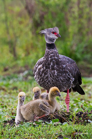 Southern Screamer - ARBD01139