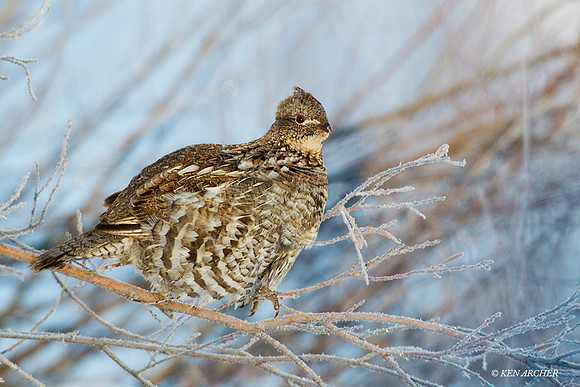 RFGR00027 - Ruffed Grouse