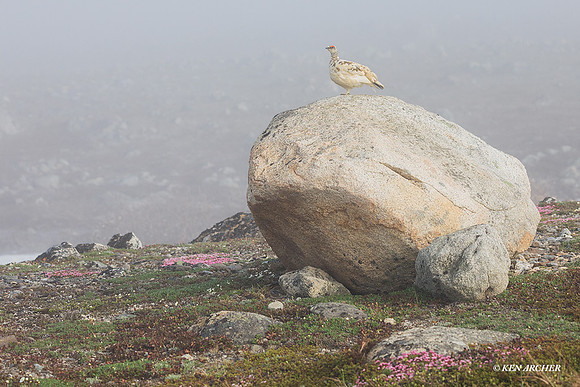 NMRM01239 - Rock Ptarmigan