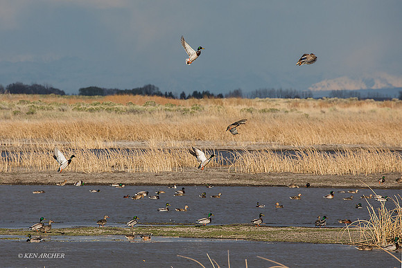 MSWL01604 - Multiple Species of Waterfowl
