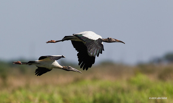 American Wood Stork - ARSB00864