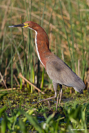 Refescent Tiger-heron - ARSB00746