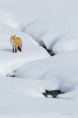 Red Fox in Winter- RFWR00279