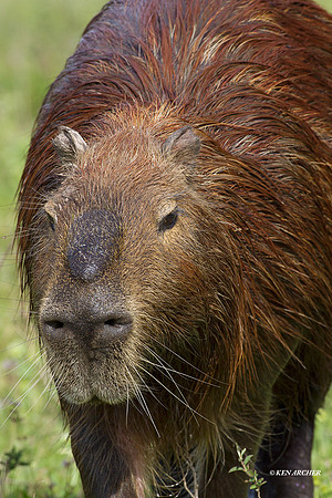 Capybara - ARML00041