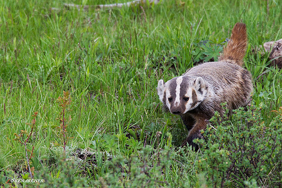 Badger - BR00302