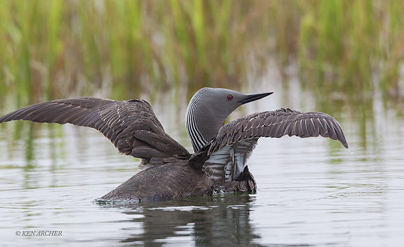NMRL01761 - Red-throated Loon