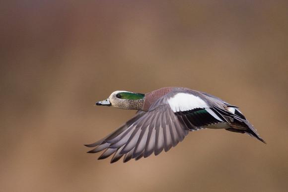 American Widgeon Duck - WNFL00683