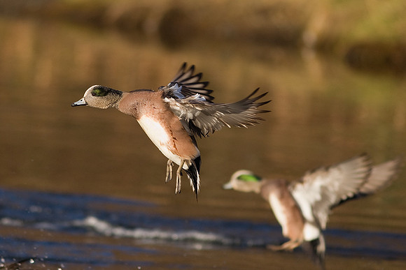 WNFL00121-Widgeon-Duck