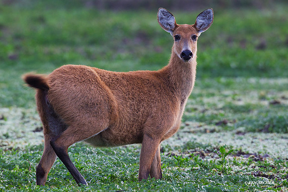 Marsh Deer - ARML00076