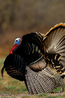 MMTY020389 Merriam's Tom Turkey