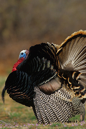 MMTY020389 Merriam's Tom Turkey