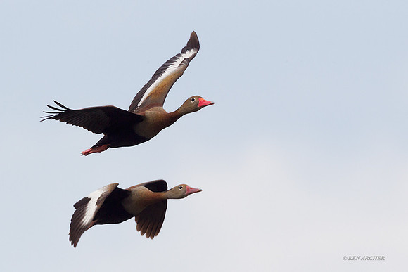 Whistling Duck - ARWF00214