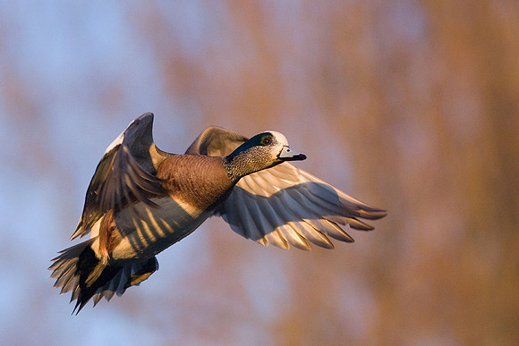 WNFL00619-Widgeon-Duck