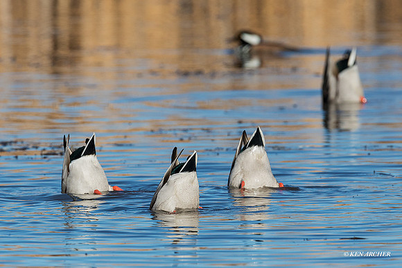 MDDK02368 - Mallard Duck