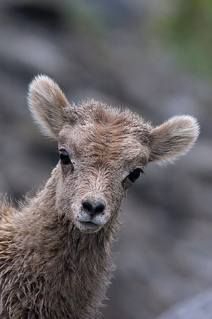 Rocky Mountain Bighorn Sheep Lamb