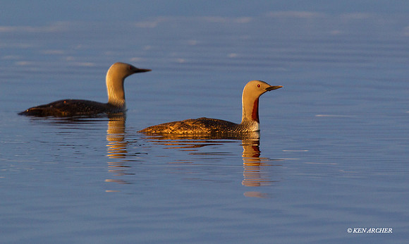 Red-throated Loon - NMRL00313