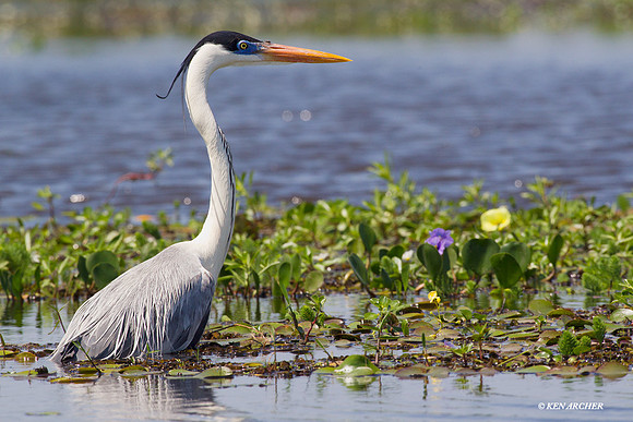 White-necked Heron - ARSB00415