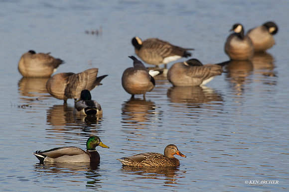 MDDK01063 - Mallard Duck