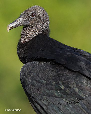 Black Vulture - ARRP00170